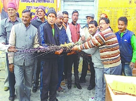 Kapkot plants distributed to farmers